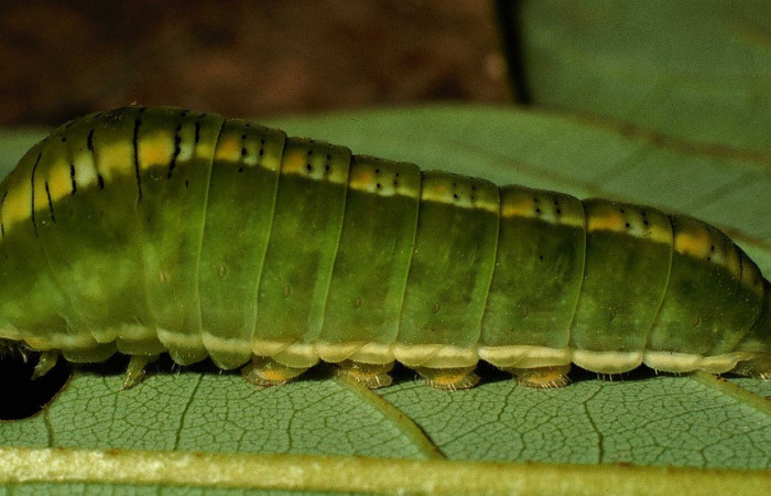 Fig. 6 Posición lateral del último estadio de <i>Protographium epidaus</i></i> (Papilionidae), sobre <i>Annona pruinosa</i></i> (Annonaceae). 23 de Julio 1998 Estación Pailas, Sector Pailas. (98-SRNP-10449-DHJ47105).