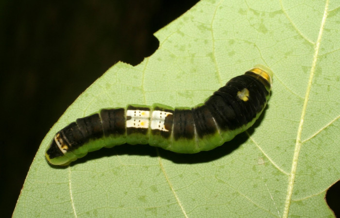 Fig. 7 Posición dorsal del último estadio de <i>Protographium epidaus</i></i> (Papilionidae), sobre <i>Annona pruinosa</i></i> (Annonaceae). 25 de Junio 2006 Porton Rivas, Sector Mundo Nuevo. (06-SRNP-56814-DHJ415227).