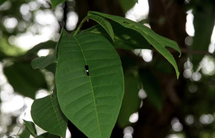 Fig. 8 Posición normal de una oruga <i>Protographium epidaus</i></i> (Papilionidae) sobre <i>Annona reticulata</i></i> (Annonaceae). 29 de Mayo 2011 Area Administrativa, Sector Santa Rosa. (11-SRNP-12689-DHJ481115).