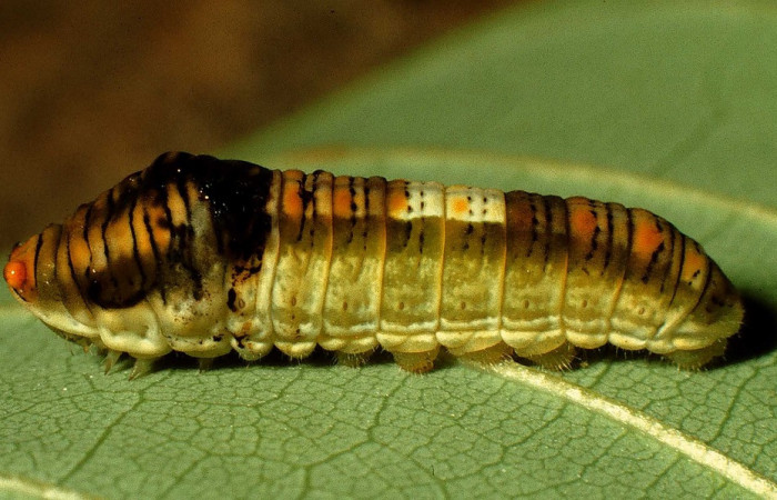 Fig. 9 Posición de una oruga en prepupa <i>Protographium epidaus</i></i> (Papilionidae), sobre <i>Annona pruinosa</i></i> (Annonaceae). 24 de Julio 1998 Estación Pailas, Sector Pailas. (98-SRNP-10447-DHJ47081).
