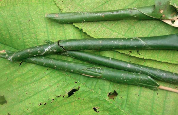 Figura 14. Rollitos de larvas <i>Ategunia lotanalis</i></i> (Crambidae), vista lateral, localidad Pasmompa, Sector Pitilla (ACG) (440m). Voucher: 05-SRNP-33827-DHJ424134.jpg.