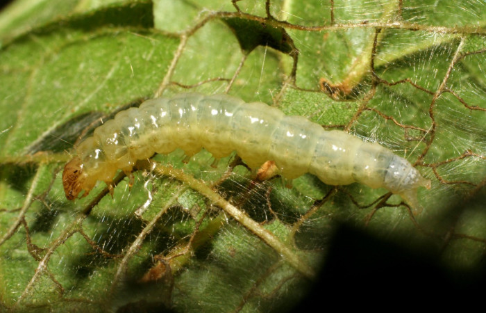 Figura 15. Larva <i>Eulepte</i></i> Janzen03 (Crambidae), último estadío (U) vista lateral, localidad Sendero Rincón, Sector Rincón Rain Forest (ACG) (430m). Voucher: 06-SRNP-41820-DHJ414469.jpg.