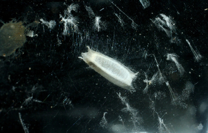 Figura 12. Capullo de parásito <i>Apanteles</i></i> Janzen01 (Braconidae) que ataca <i>Coenostolopsis apicalis</i></i> (Crambidae), localidad Río Areno, Sector San Cristobal (ACG) (460m). Voucher: 08-SRNP-603-DHJ453086.jpg.