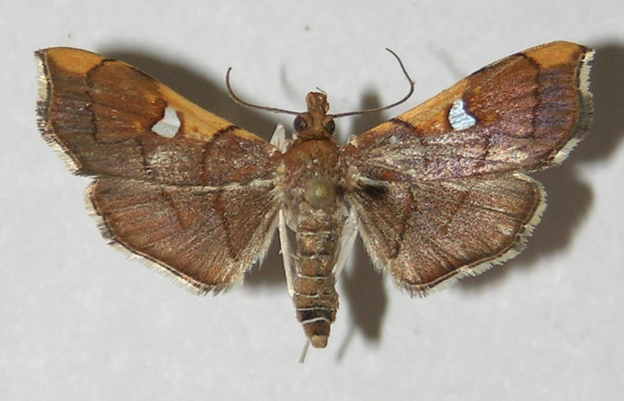 Figura 6. Adulto de <i>Coenostolopsis apicalis</i></i> (Crambidae), vista dorsal, localidad Estación Biológica Quica, Sector Pitilla (ACG) (470m). Voucher: 09-SRNP-73150-DHJ524904.jpg.