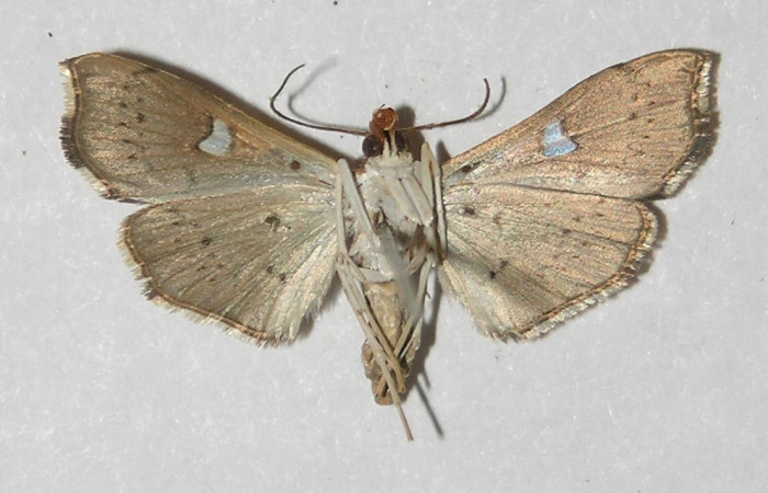 Figura 7. Adulto de <i>Coenostolopsis apicalis</i></i> (Crambidae), vista ventral, localidad Estación Biológica Quica, Sector Pitilla (ACG) (470m). Voucher: 09-SRNP-73150-DHJ524905.jpg.