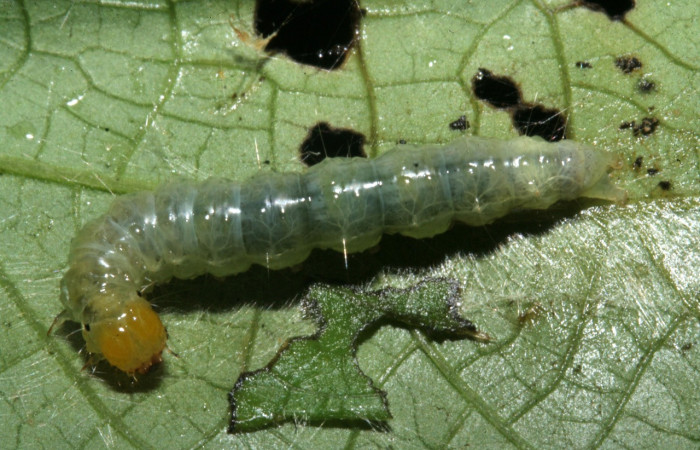 Figura 2. Larva <i>Coenostolopsis apicalis</i></i> (Crambidae), penúltimo estadío (PU) vista dorsal, localidad Estación Biológica Llanura, Sector Rincón Rain Forest (ACG) (135m). Voucher: 09-SRNP-75859-DHJ467120.jpg.