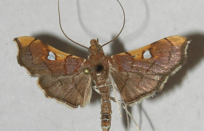 Figura 8. Adulto de <i>Coenostolopsis apicalis</i></i> (Crambidae), vista dorsal, localidad Estación Biológica Quica, Sector Pitilla (ACG) (470m). Voucher: 10-SRNP-71540-DHJ552626.jpg.