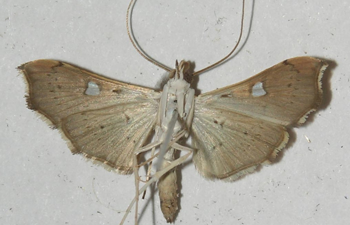 Figura 9. Adulto de <i>Coenostolopsis apicalis</i></i> (Crambidae), vista ventral, localidad Estación Biológica Quica, Sector Pitilla (ACG) (470m). Voucher: 10-SRNP-71540-DHJ552627.jpg.