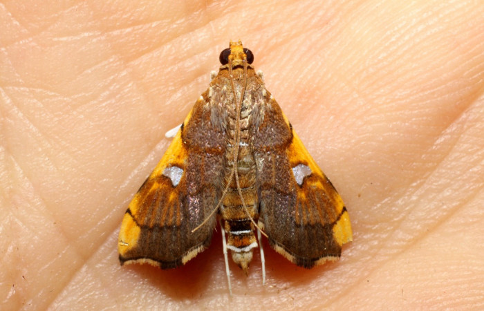 Figura 10. Adulto de <i>Coenostolopsis apicalis</i></i> (Crambidae), vista dorsal, localidad Estación Biológica Llanura, Sector Rincón Rain Forest (ACG) (135m). Voucher: 10-SRNP-75266-DHJ469176.jpg.