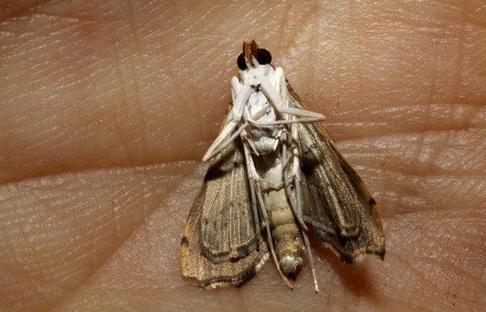 Figura 11. Adulto de <i>Coenostolopsis apicalis</i></i> (Crambidae), vista ventral, localidad Estación Biológica Llanura, Sector Rincón Rain Forest (ACG) (135m). Voucher: 10-SRNP-75266-DHJ469177.jpg.