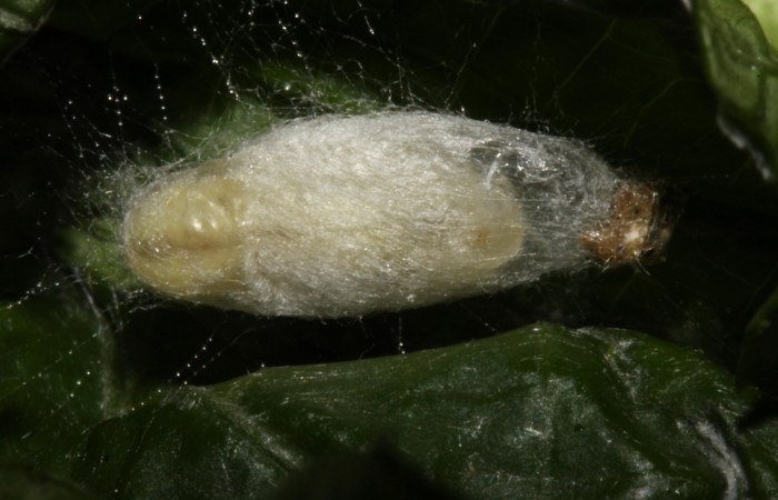 Figura 13. Capullo de parásito <i>Alabagrus donharveyi</i></i> (Braconidae) que ataca <i>Coenostolopsis apicalis</i></i> (Crambidae), localidad Sendero Carica, Sector Pitilla (ACG) (660m). Voucher: 14-SRNP-30178-DHJ720480.jpg.