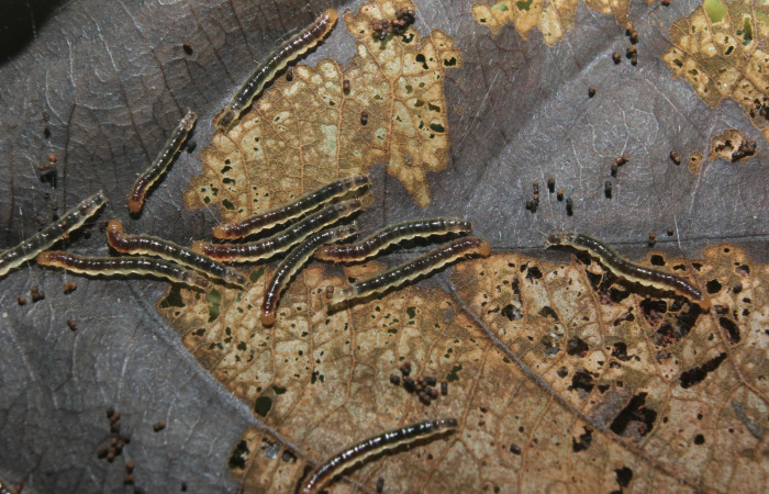 Figura 16. Larvitas <i>Prenesta scyllalis</i></i> (Crambidae), penúltimo estadío (PU) vista dorsal, localidad Medrano Estación Biológica Quica, Sector Pitilla (ACG) (380m). Voucher: 14-SRNP-71009-DHJ723074.jpg.