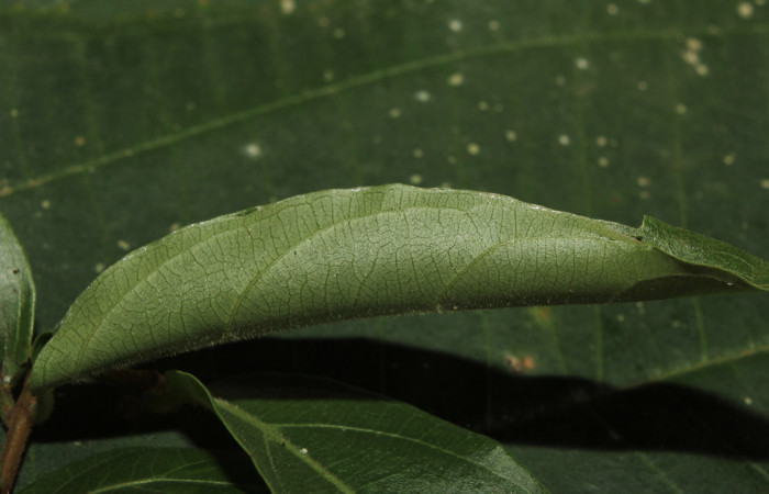 Figura 17. Habitad de larva <i>Prenesta scyllalis</i></i> (Crambidae), último estadío (U) vista lateral, localidad Medrano Estación Biológica Quica, Sector Pitilla (ACG) (380m). Voucher: 14-SRNP-71009-DHJ723138.jpg.
