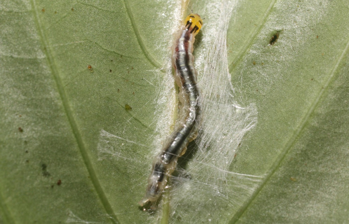 Figura 18. Larva <i>Syllepte</i></i> Solis22 (Crambidae), último estadío (U) vista dorsal, localidad Cafecito, Sector Rincón Rain Forest (ACG) (455m). Voucher: 18-SRNP-80595-DHJ715232.jpg.