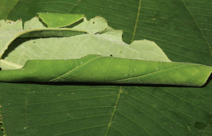 Figura 19. Habitad de larva <i>Rhectocraspeda periusalis</i></i> (Crambidae), último estadío (U), localidad Quebradona Estación Biológica Quica, Sector Pitilla (ACG) (475m). Voucher: 19-SRNP-70463-DHJ750737.jpg.