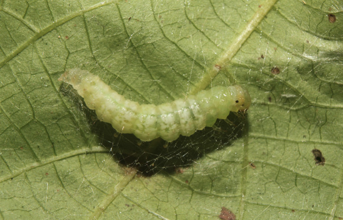 Figura 4. Larva <i>Coenostolopsis apicalis</i></i> (Crambidae), en estado de prepupa, vista lateral, localidad Estación Biológica Quica, Sector Pitilla (ACG) (470m). Voucher: 21-SRNP-70472-DHJ780496.jpg.