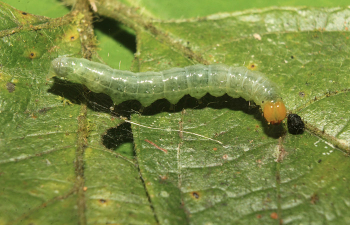 Figura 3. Larva <i>Coenostolopsis apicalis</i></i> (Crambidae), último estadío (U) vista lateral, localidad Estación Biológica Quica, Sector Pitilla (ACG) (470m). Voucher: 21-SRNP-70473-DHJ780504.jpg.