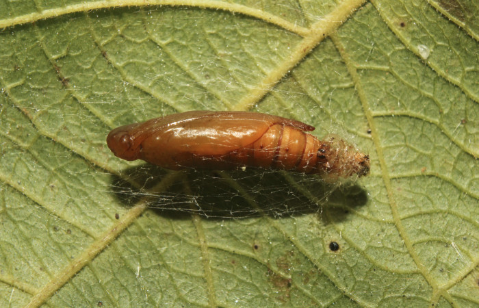Figura 5. Pupa de <i>Coenostolopsis apicalis</i></i> (Crambidae), vista lateral, localidad Estación Biológica Quica, Sector Pitilla (ACG) (470m). Voucher: 21-SRNP-70473-DHJ780506.jpg.