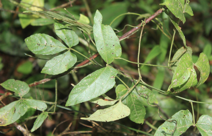 Figura 20. Planta hospedera de <i>Coenostolopsis apicalis</i></i> (Crambidae), planta llamada <i>Dalechampia scandens</i></i> (Euphorbiaceae), localidad Estación Biológica Quica, Sector Pitilla ACG (470m), foto: Ricardo Calero 30 Junio 2021.
