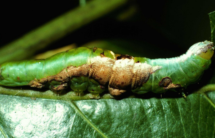 Parte lateral de <i>Cecrita lama </i></i>(Notodontidae). Último estadio. Voucher: 02-SRNP-130-DHJ64225.jpg.
