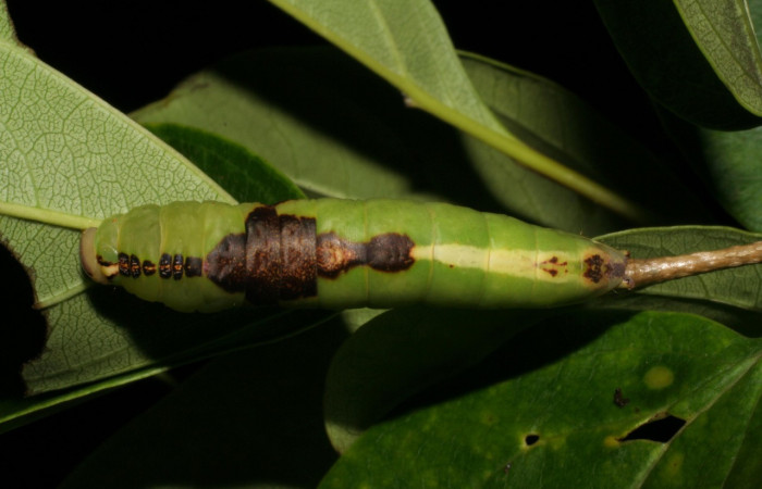 Parte dorsal central de <i>Cecrita daona</i></i>. (Notodontidae). Penúltimo estadio. Voucher: 05-SRNP-19900-DHJ403496.jpg.