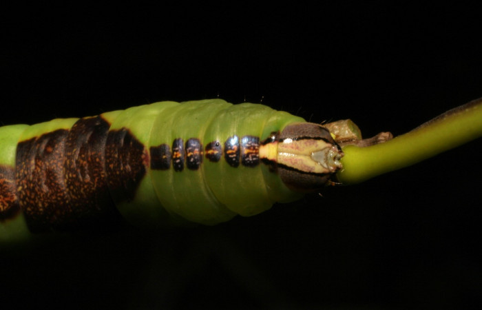 Parte frontal de <i>Cecrita daona</i></i>. (Notodontidae). Penúltimo estadio. Voucher: 05-SRNP-19900-DHJ403506.jpg.