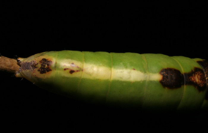 Parte trasera de <i>Cecrita daona</i></i>. (Notodontidae). Penúltimo estadio. Voucher: 05-SRNP-19900-DHJ403508.jpg.