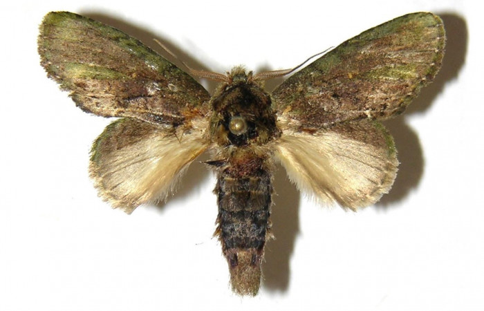 Figura 17. Adulto de <i>Cecrita lama</i></i>. (Notodontidae). Voucher: 05-SRNP-3581-DHJ311740. jpg.
