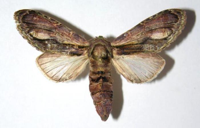 Figura 15. Adulto de <i>Cecrita daona</i></i>. (Notodontidae). Voucher: 05-SRNP-4883-DHJ334518.