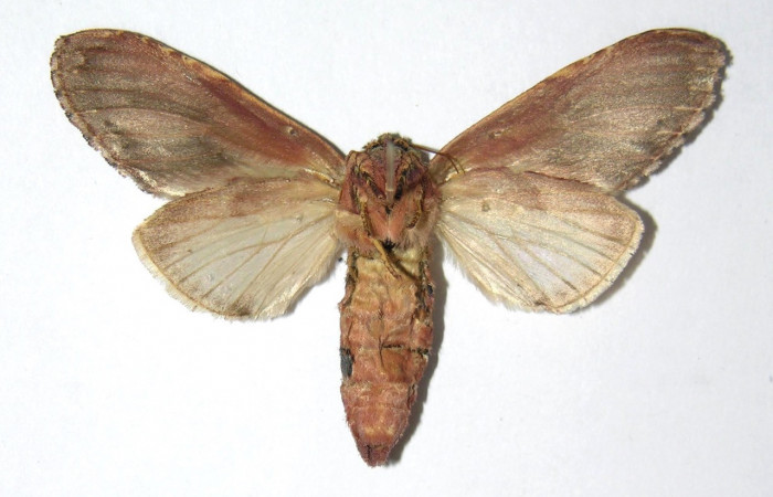 Figura 16. Adulto de <i>Cecrita daona</i></i>. (Notodontidae). Voucher: 05-SRNP-4883-DHJ334519.