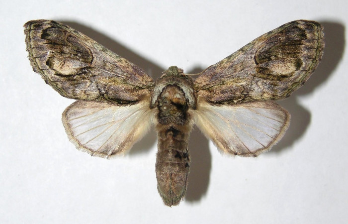 Figura 13. Adulto de <i>Cecrita daona</i></i>. (Notodontidae), hembra. Voucher: 05-SRNP-62425-DHJ330810.