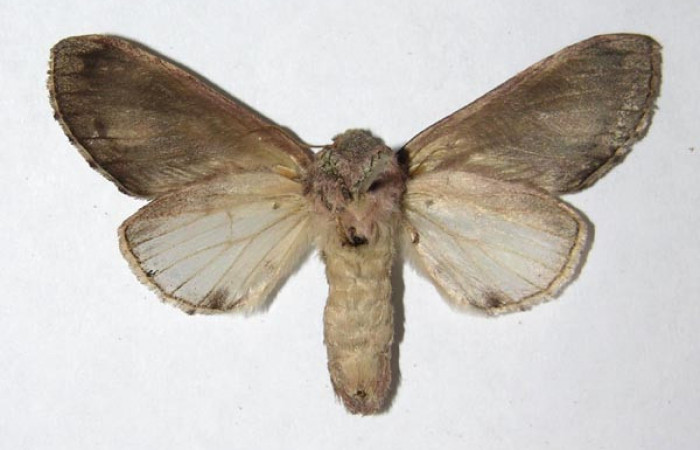 Figura 14. Adulto de <i>Cecrita daona</i></i>. (Notodontidae), hembra. Voucher: 05-SRNP-62425-DHJ330811.