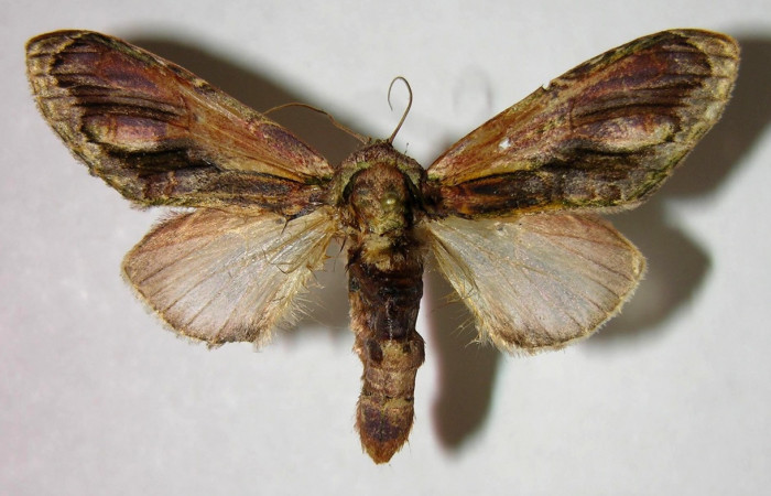 Adulto de <i>Cecrita daona</i></i> (Notodontidae). Voucher: 07-SRNP-32638-DHJ377426.