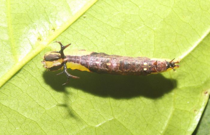 Parte dorsal central de <i>Cecrita lama</i></i>. (Notodontidae). Penúltimo estadio. Voucher: 17-SRNP-71294-DHJ737828.jpg.
