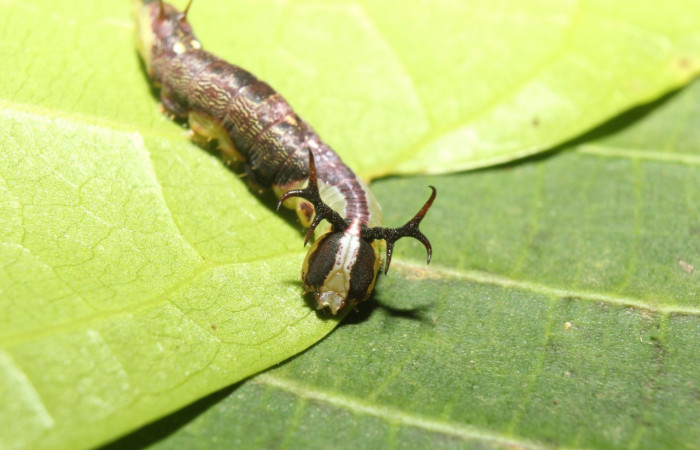 Parte frontal de <i>Cecrita lama</i></i>. (Notodontidae). Penúltimo estadio. Voucher: 17- SRNP-71294-DHJ737832.jpg.
