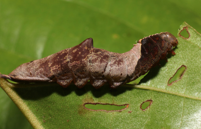 Parte lateral de <i>Cecrita daona</i></i>. (Notodontidae). Último estadio. Voucher: 21-SRNP-1060-DHJ759238.jpg.