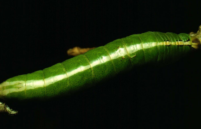 Parte dorsal de <i>Cecrita daona</i></i>. (Notodontidae). Penúltimo estadio. Voucher: 93-SRNP-3501-DHJ27113.jpg.