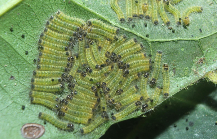 Figura 2. Larvas de <i>Euselasia</i></i> Janzen16 (Riodinidae), en segundo estadío (II), vista dorsal, localidad Medrano, Estación Biológica Quica Sector Pitilla, ACG (380m). Voucher: 15-SRNP-70326-DHJ726894.jpg.