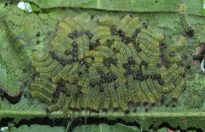 Figura 3. Larvas de <i>Euselasia</i></i> Janzen16 (Riodinidae), en tercer estadío (PPU), vista dorsal, localidad Medrano, Estación Biológica Quica Sector Pitilla ACG (380m). Voucher: 15-SRNP-70326-DHJ726901.jpg.