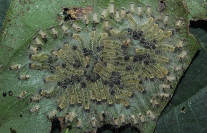 Figura 4. Larvas de <i>Euselasia</i></i> Janzen16 (Riodinidae), en penúltimo estadío (PU), vista dorsal, localidad Medrano, Estación Quica Sector Pitilla, ACG (380m). Voucher: 15-SRNP-70326-DHJ726904.jpg.