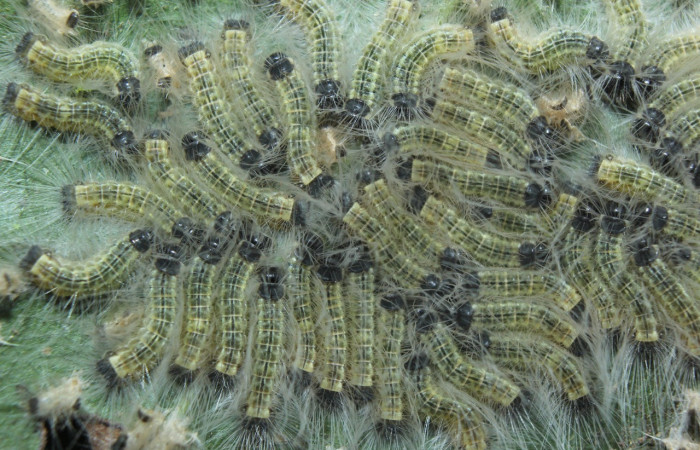 Figura 5. Larvas de <i>Euselasia</i></i> Janzen16 (Riodinidae), en penúltimo estadío (PU), vista dorsal, Medrano, Estación Biológica Quica Sector Pitilla, ACG (380m)). Voucher: 15-SRNP-70326-DHJ726905.jpg.