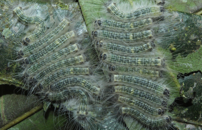 Figura 6. Larvas de <i>Euselasia</i></i> Janzen16 (Riodinidae), en último estadío (U), vista dorsal, localidad Medrano, Estación Biológica Quica Sector Pitilla, ACG (380m)). Voucher: 15-SRNP-70326-DHJ726963.jpg.