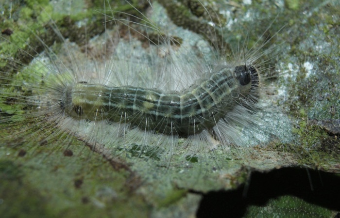 Figura 7. Larvas de <i>Euselasia</i></i> Janzen16 (Riodinidae), en último estadío (U), vista dorsal, localidad Medrano, Estación Biológica Quica Sector Pitilla ,ACG (380m). Voucher: 15-SRNP-70326-DHJ726970.jpg.