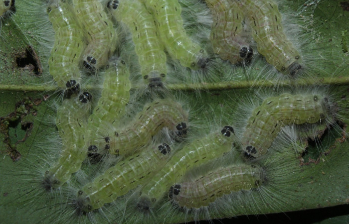 Figura 8. Prepupa de larva <i>Euselasia</i></i> Janzen16 (Riodinidae), vista lateral, localidad Medrano, Estación Biológica Quica Sector Pitilla, ACG (380m)). Voucher: 15-SRNP-70326-DHJ726975.jpg.