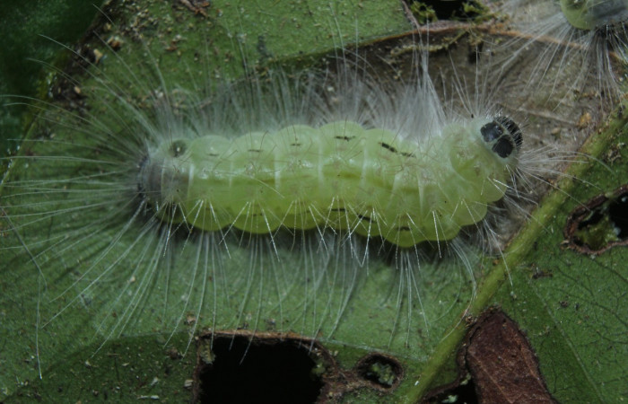 Figura 9. Prepupa de larva <i>Euselasia</i></i> Janzen16 (Riodinidae), vista lateral, localidad Medrano, Estación Quica Biológica Sector Pitilla, ACG (380m). Voucher: 15-SRNP-70326-DHJ726977.jpg.