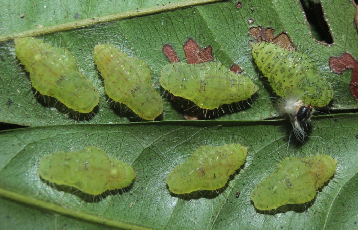 Figura 10. Pupas de larvas <i>Euselasia</i></i> Janzen16 (Riodinidae), vista dorsal, localidad Medrano, Estación Biológica Quica Sector Pitilla, ACG (380m). Voucher: 15-SRNP-70326-DHJ726983.jpg.