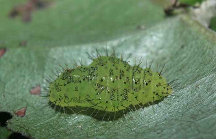 Figura 11. Pupas de larvas <i>Euselasia</i></i> Janzen16 (Riodinidae), vista dorsal, localidad Medrano, Estación Biológica Quica Sector Pitilla, ACG (380m). Voucher: 15-SRNP-70326-DHJ726988.jpg.