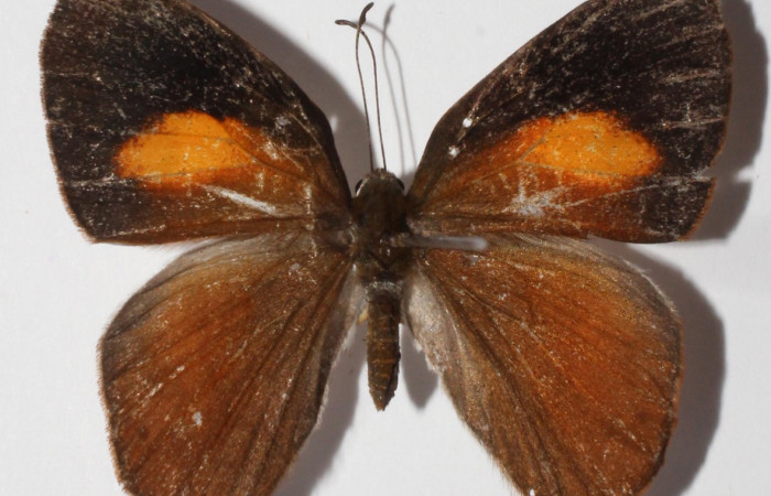 Figura 14. Adulto de larva <i>Euselasia</i></i> Janzen16 (Riodinidae), (hembra) vista dorsal, localidad Medrano, Estación Biológica Quica Sector Pitilla, ACG (380m)).  Voucher:15-SRNP-70523-DHJ904664.jpg.