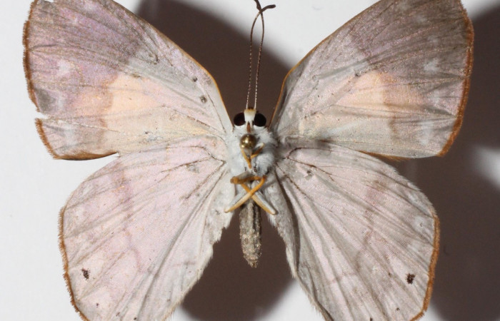 Figura 15. Adulto de larva <i>Euselasia</i></i> Janzen16 (Riodinidae), (hembra) vista ventral, localidad Medrano, Estación Biológica Quica Sector Pitilla ,ACG (380m)).  Voucher: 15-SRNP-70523-DHJ904665.jpg.