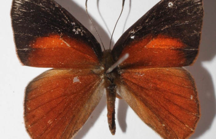 Figura 12. Adulto de larva <i>Euselasia</i></i> Janzen16 (Riodinidae), (macho) vista dorsal, localidad Medrano, Estación Biológica Quica Sector Pitilla, ACG (380m)). Voucher: 15-SRNP-70524-DHJ904658.jpg.